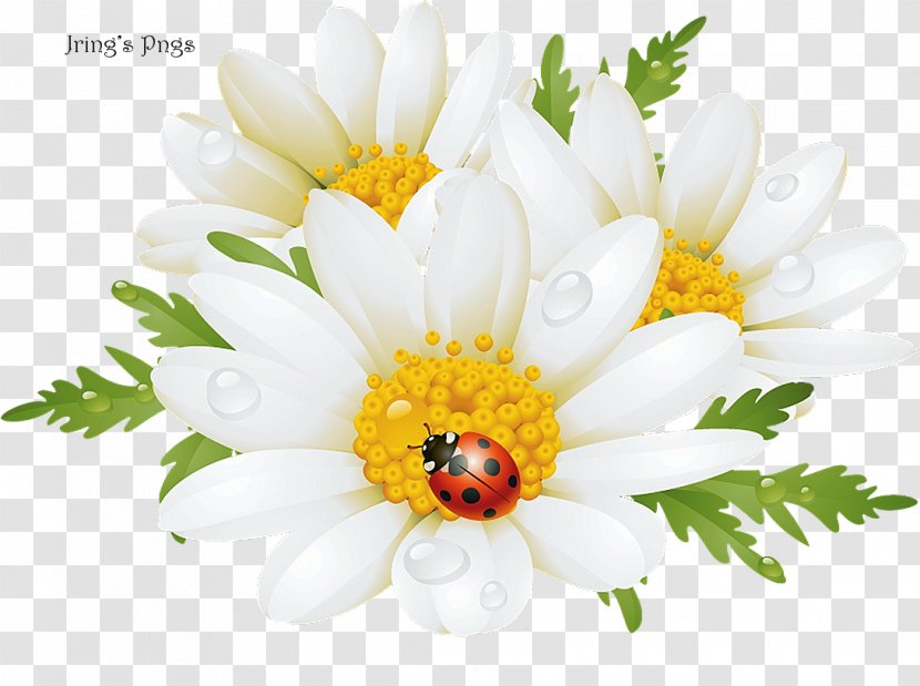 Flower Stock Photography Chamomile Clip Art - Petal Transparent PNG
