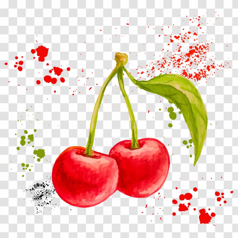 Watercolor Painting Drawing Fruit Illustration - Shutterstock - Vector Cherry Transparent PNG