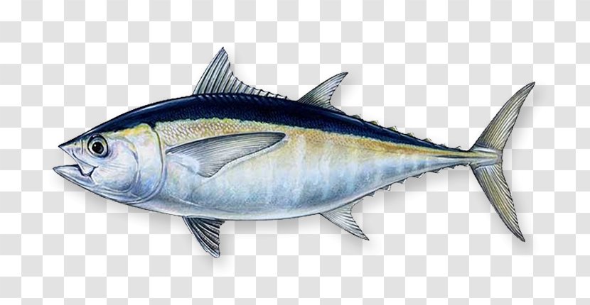 Blackfin Tuna Southern Bluefin Atlantic Yellowfin Fishing - Sea Cucumber Transparent PNG