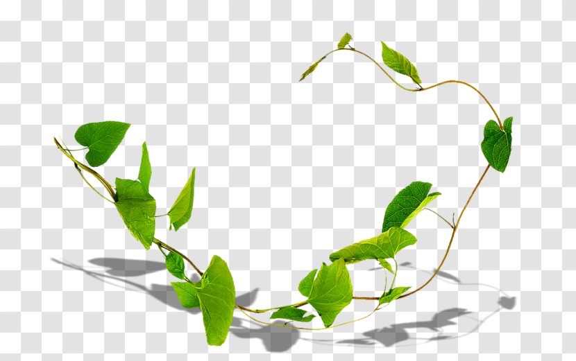 Ivy Leaf - Herbaceous Plant - Herbal Flower Transparent PNG