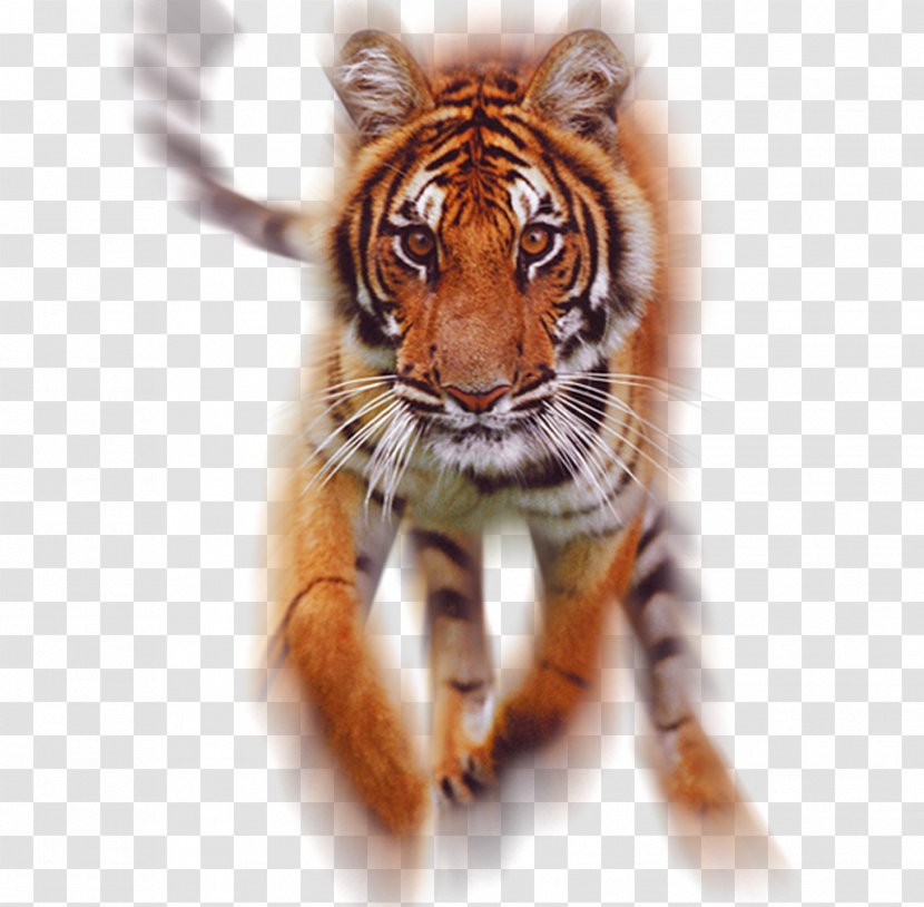 Cat Tiger Lenticular Printing Lens Whiskers Transparent PNG