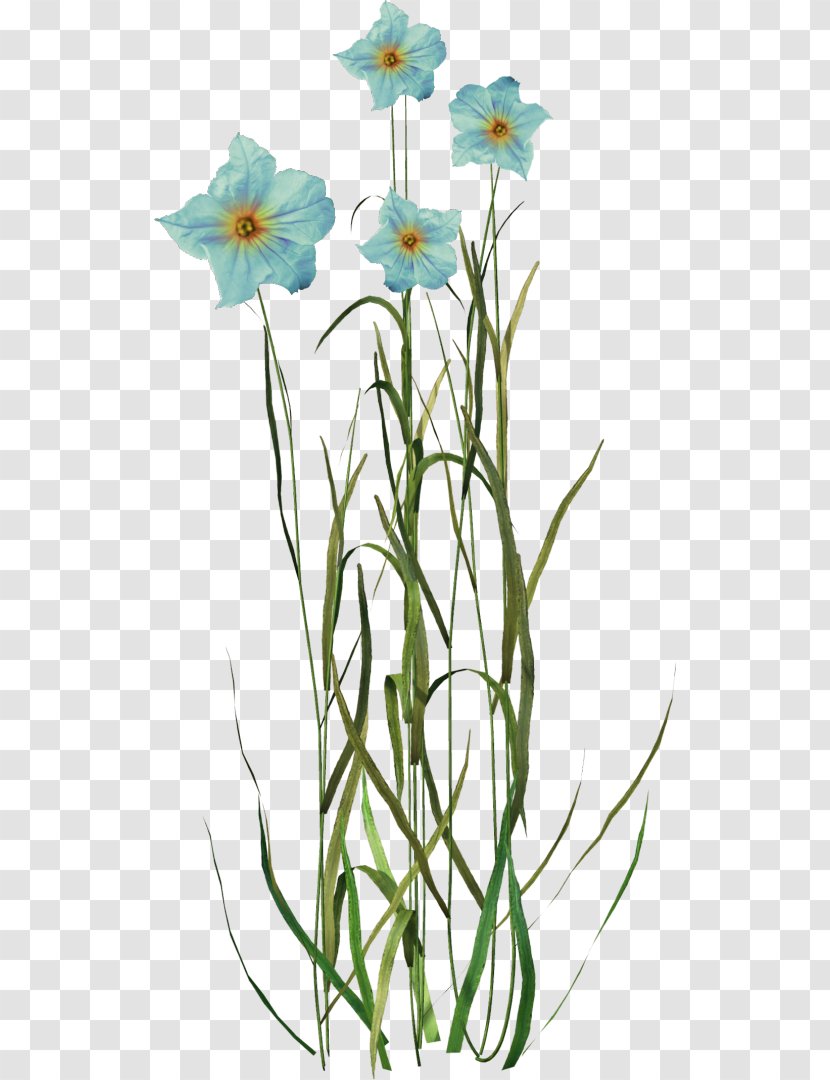 Flower - Flora - Plant Stem Transparent PNG