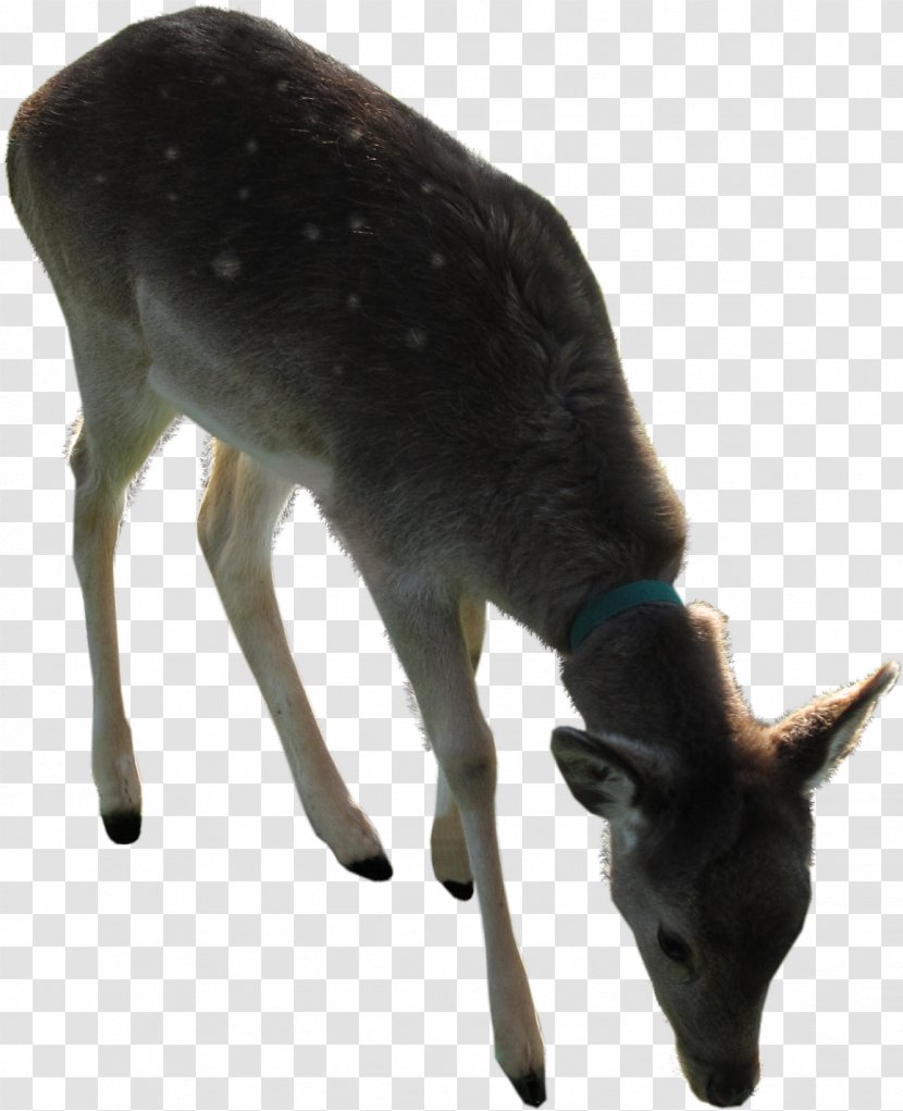 Reindeer Antler Horn Fauna - Snout - Animals Transparent PNG