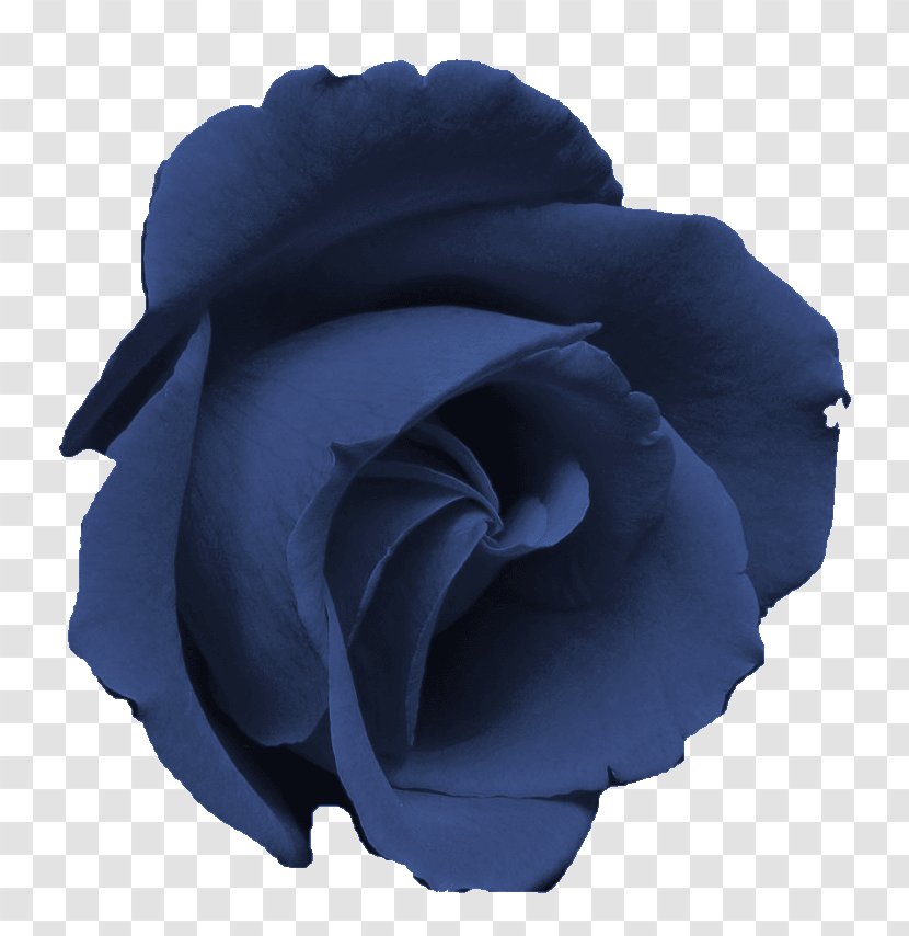 Blue Rose Garden Roses Flower Centifolia Transparent PNG