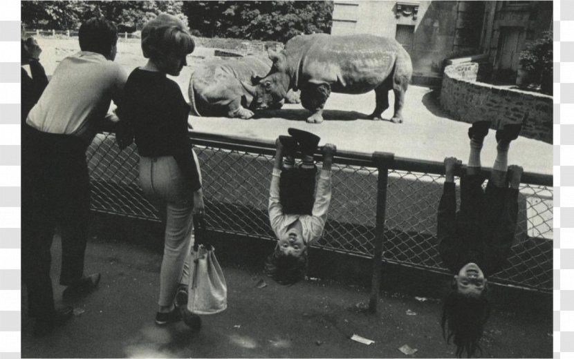 Pier 24 Photography The Animals Center For Creative New York City - Garry Winogrand - Photographer Transparent PNG