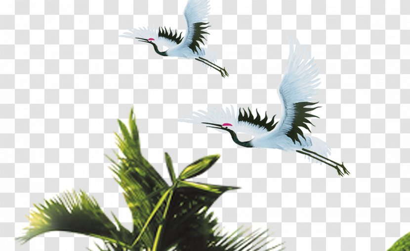 Crane Download - Water Bird - White Transparent PNG