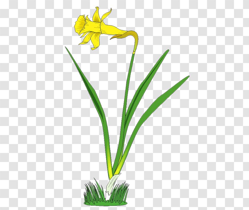 Painting Cartoon Petal Flower - Grass - Lotus Transparent PNG