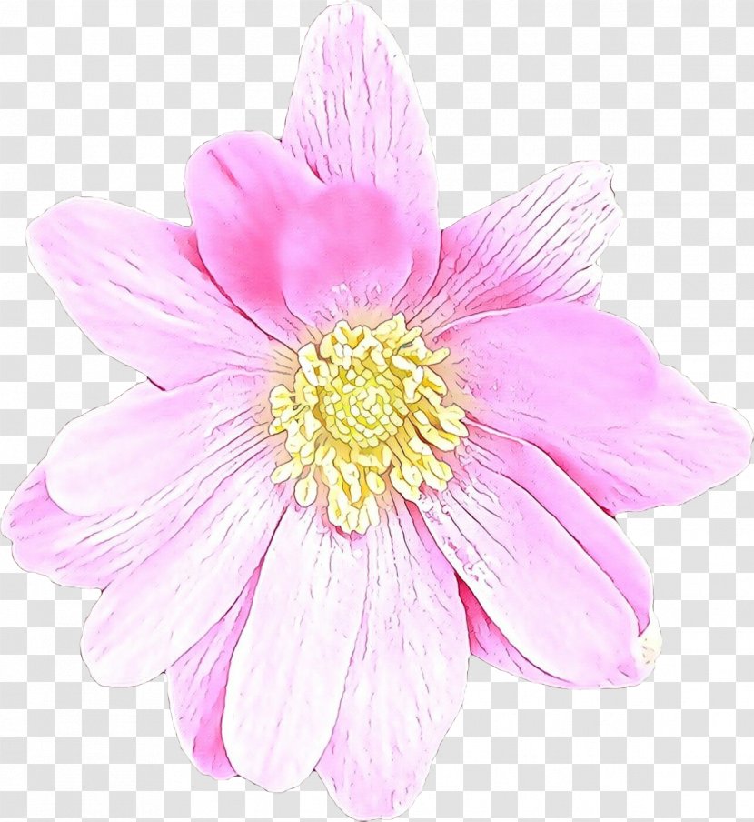 Flower Petal Pink Plant Daisy Family - Cut Flowers - Wildflower Gerbera Transparent PNG