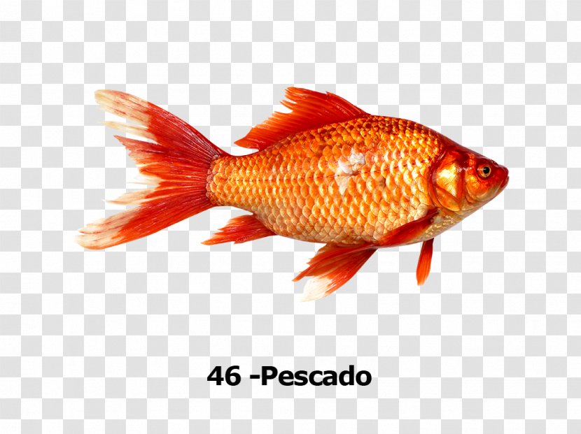 Goldfish Red Fishing - Bony Fish Transparent PNG