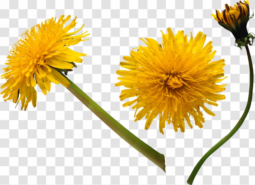 Dandelion Flower Stock Photography Clip Art - Cut Flowers Transparent PNG