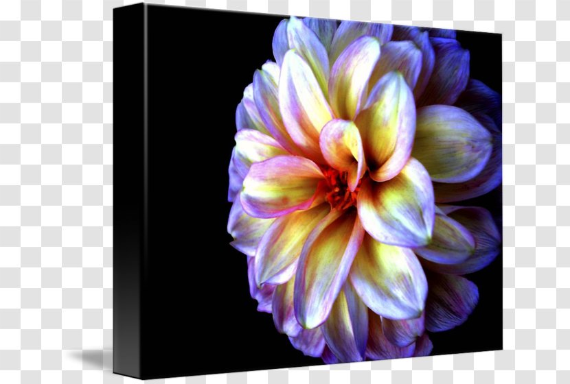 Dahlia Light Gallery Wrap Floristry Canvas - Plant Transparent PNG