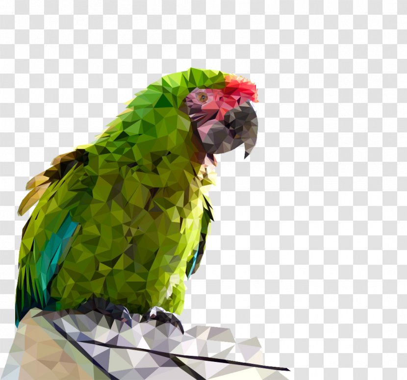 Budgerigar Parrot Talking Bird - Macaw - Painted Pattern Transparent PNG