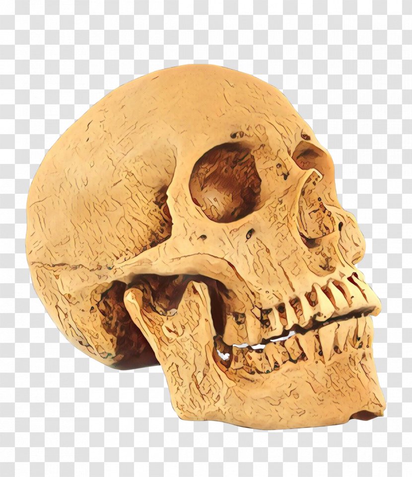Skull Bone Head Jaw Skeleton - Anthropology - Human Anatomy Transparent PNG