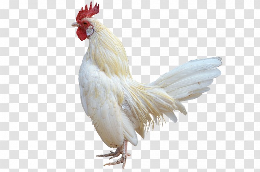 Rooster Chicken Bird - Fowl Transparent PNG