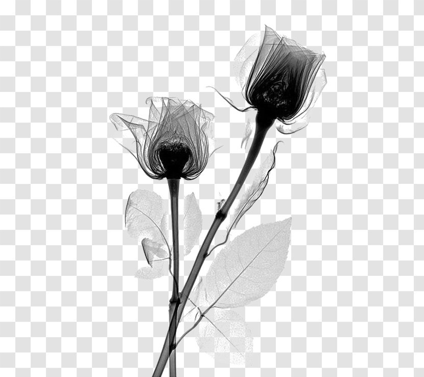 X-ray Rose Flower Rosaceae Radiography - Monochrome Photography - Black Flowers Transparent PNG