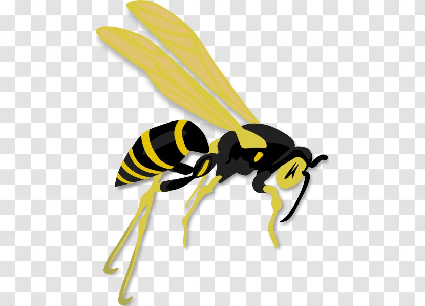 Hornet Western Honey Bee Clip Art Wasp - Invertebrate Transparent PNG