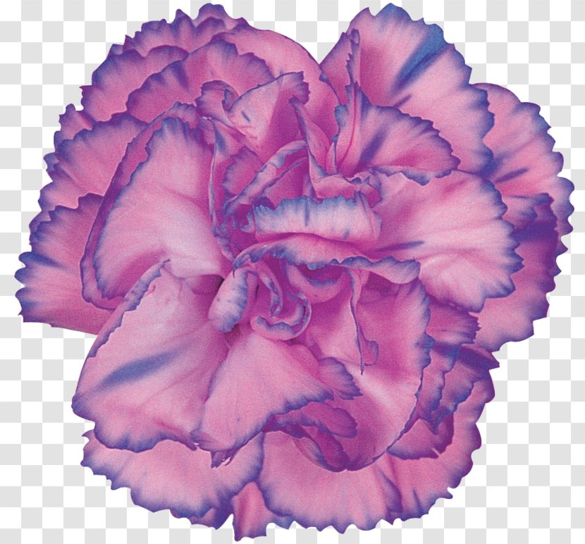 Carnation Cut Flowers Rose Petal - Carnations Download Transparent PNG