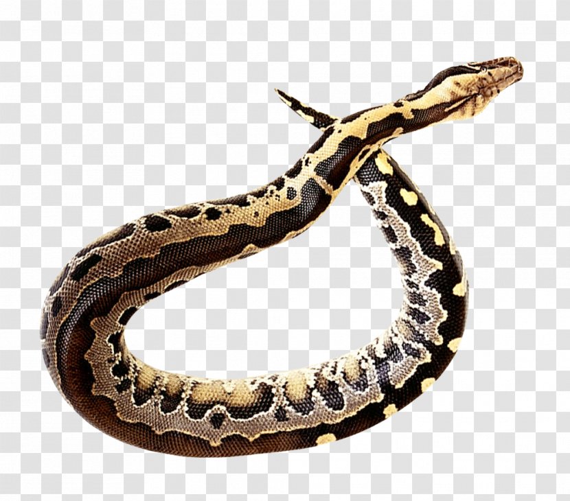 Rattlesnake Clip Art - Hognose - Snake Transparent PNG