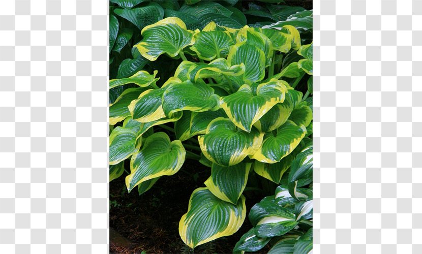 Plantain Lilies Terra Ceia Farms Leaf Plants Road - Coral Bells Transparent PNG