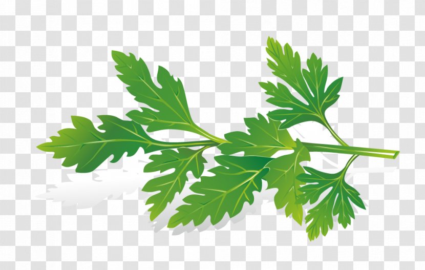 Herb Royalty-free Clip Art - Leaf - Celery Leaves Transparent PNG