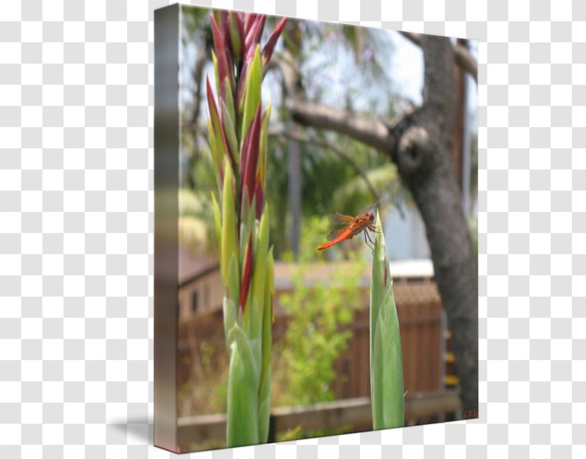 Plant Stem Grasses Family - Flora - Dragonfly Art Transparent PNG