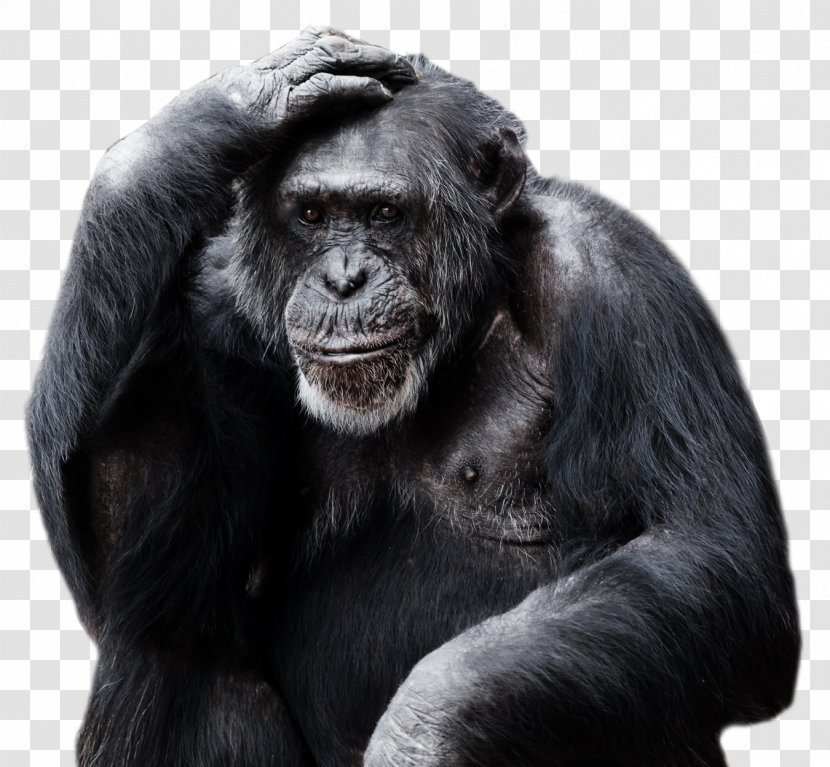 Gorilla Ape Primate - Mammal - Pic Transparent PNG