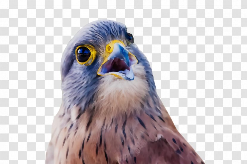 Bird Beak Of Prey Peregrine Falcon Kite - Hawk - Closeup Transparent PNG