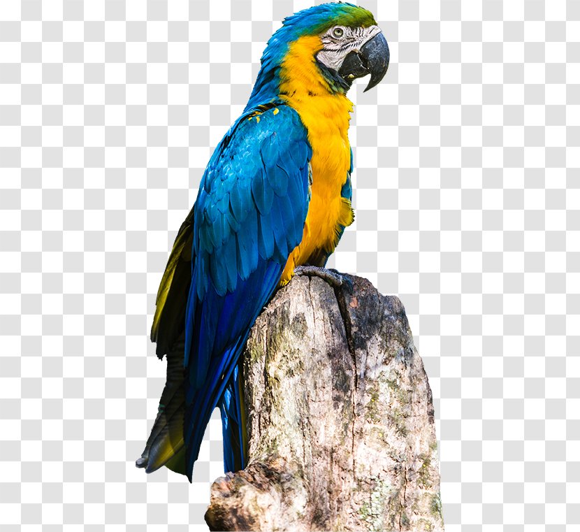 Rio De Janeiro Parrot Blue-and-yellow Macaw Poster - Bird Transparent PNG