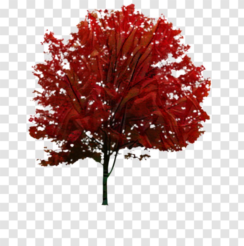 Maple Leaf RED.M - Black - Flowering Plant Transparent PNG