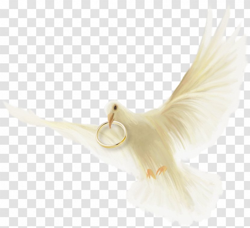 Wedding Ring Bird - Love - Element Transparent PNG