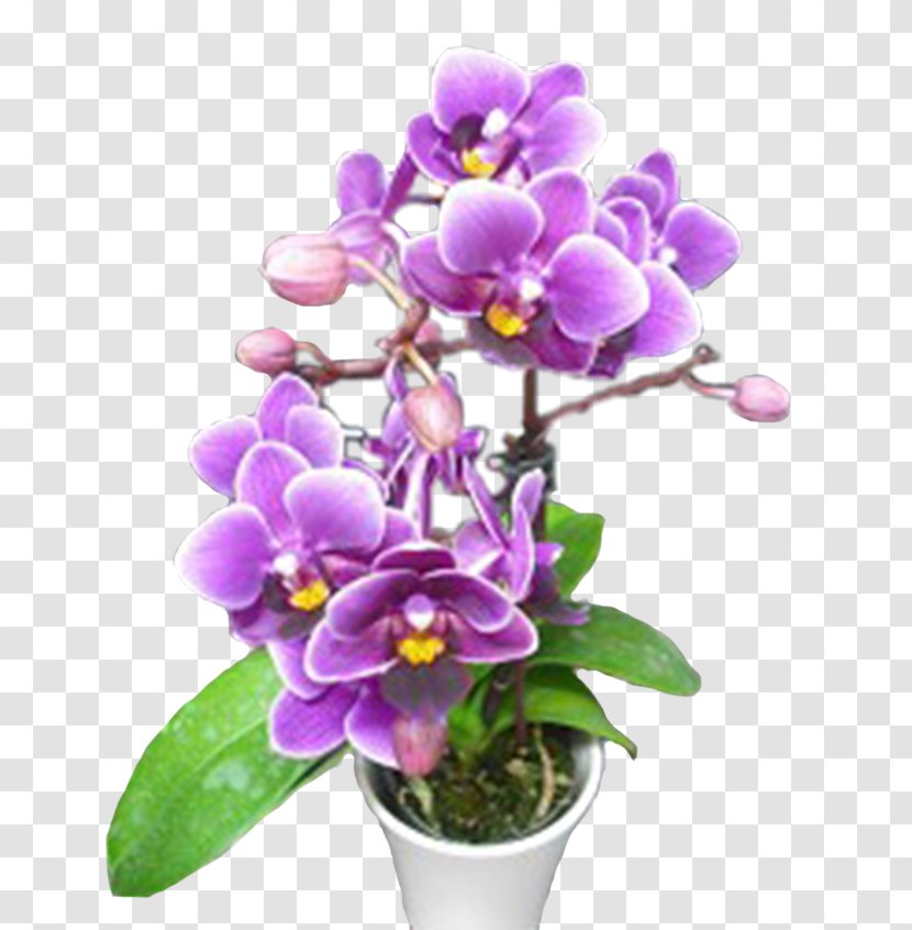 Phalaenopsis Equestris Cattleya Orchids Dendrobium Flowerpot Cut Flowers Transparent PNG