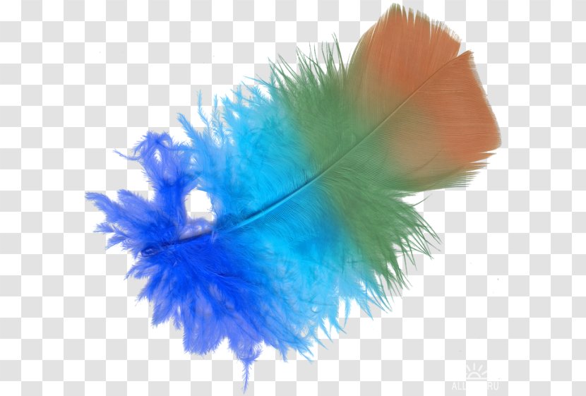 Feather Windows Metafile - Wing Transparent PNG