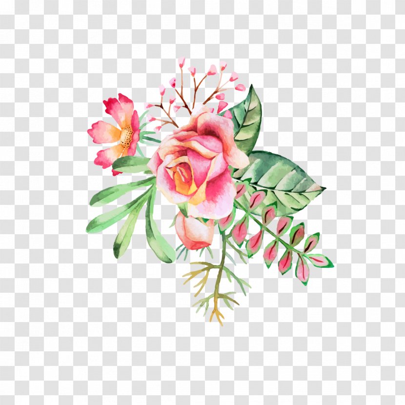 Watercolor Painting Flower Ink - Rosa Centifolia - Flowers Transparent PNG