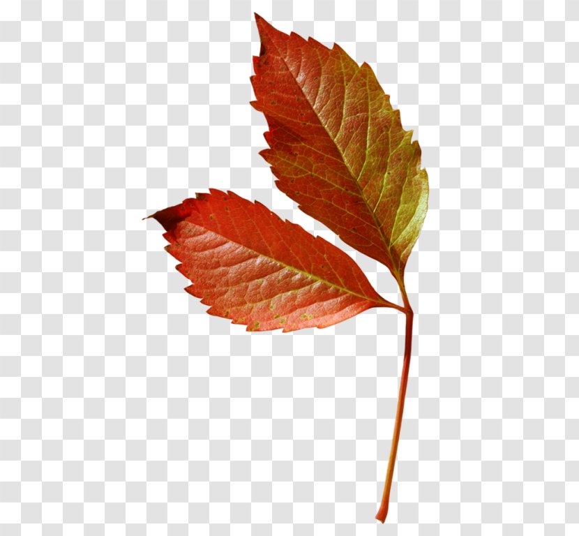 Maple Leaf Plant Stem Deciduous Clip Art Transparent PNG