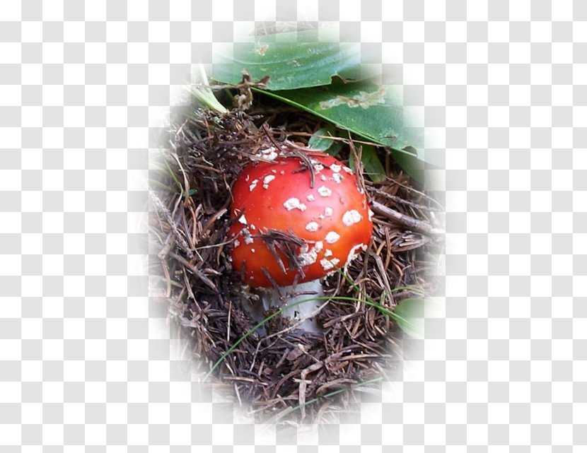 Bird Nest - Pas De Deux Transparent PNG