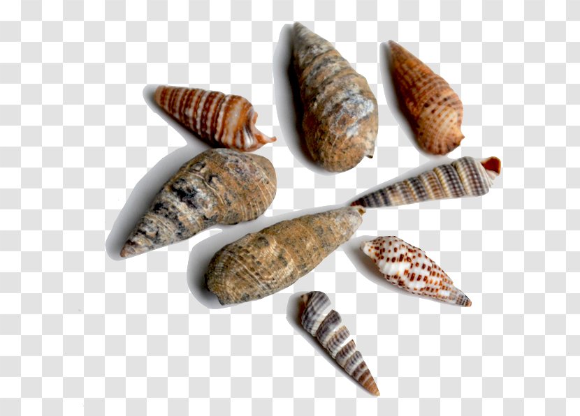 Seashell Bivalvia Conchology Fossil Sea Snail Transparent PNG