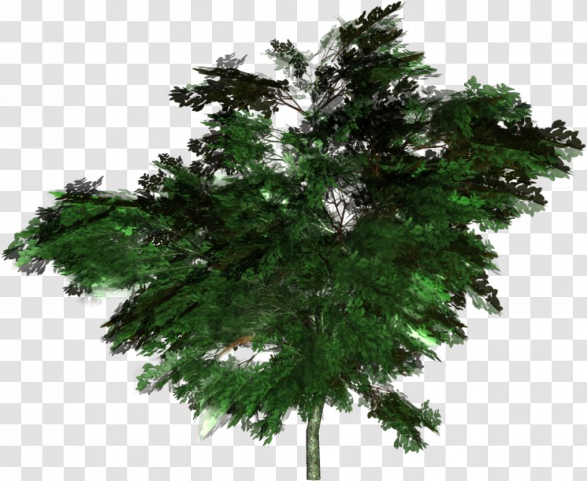 Tree Forest Woody Plant Spruce Conifers Transparent PNG