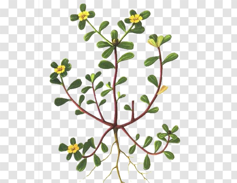 Common Purslane Portulaca Grandiflora Annual Plant Vegetable Portulacaria Afra - Leaf - Horse Tooth Pattern Transparent PNG