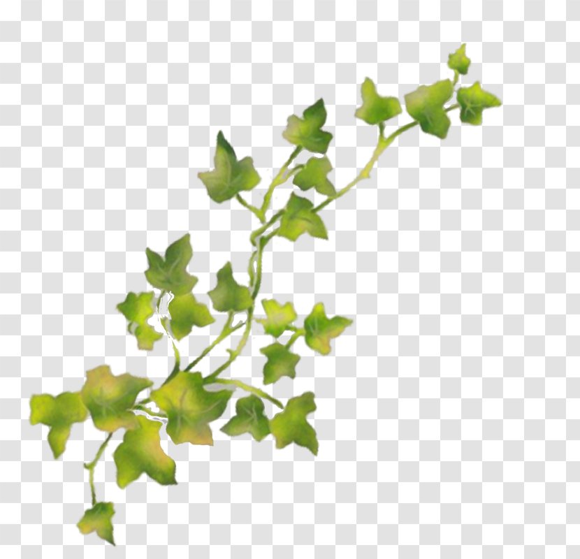 Twig Grapevine Plant Stem Leaf - Stencil - Family M Invest Doo Transparent PNG