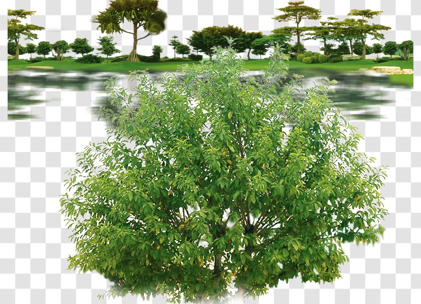 Weeping Fig Tree Qiaomu - Decorative Plants Transparent PNG