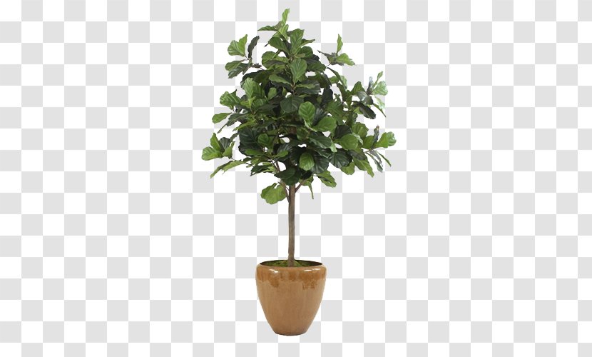Fiddle-leaf Fig Common Flowerpot Tree - Plant - Green Coffee Color Cone Evergreen Bonsai Pots Large Aspera Transparent PNG