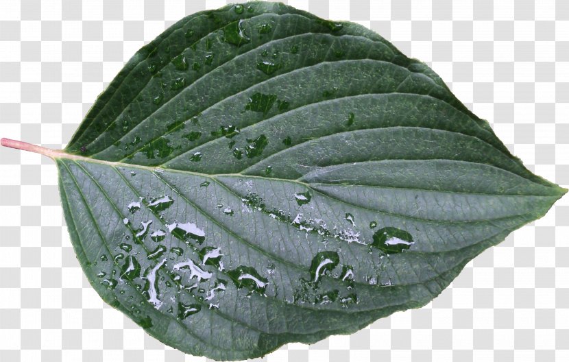 Plant Pathology Leaf Transparent PNG