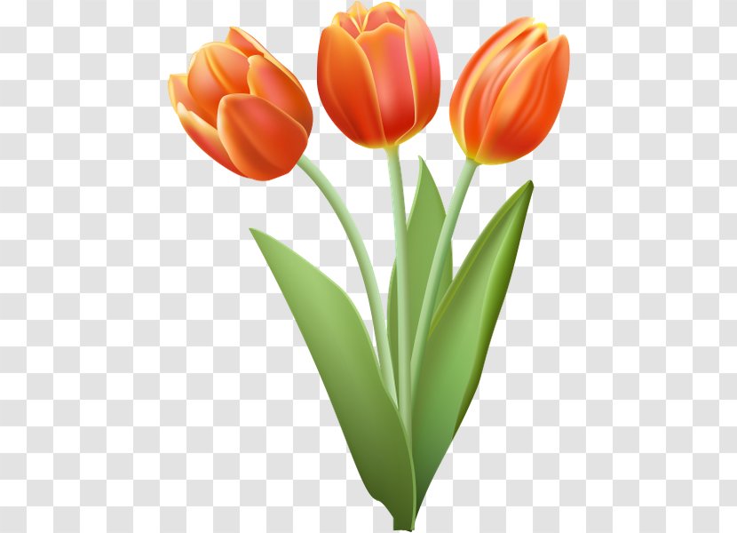 Drawing Tulip Clip Art - Orange Transparent PNG