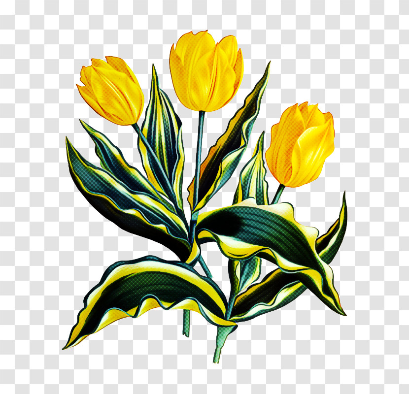 Flower Yellow Plant Tulip Petal Transparent PNG