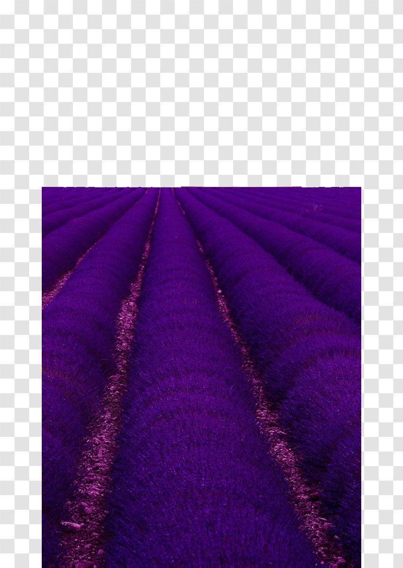 Angle Flooring - Purple - Dream Lavender Transparent PNG