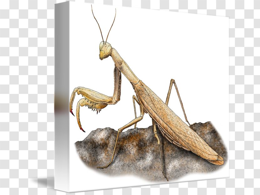 Mantis Insect Pest Transparent PNG