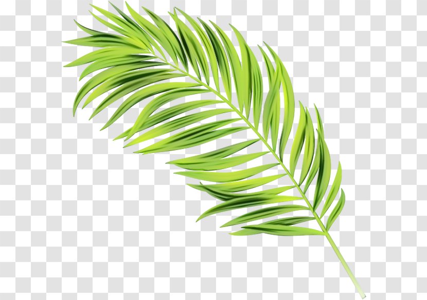 Cartoon Palm Tree - Grass - Vascular Plant Terrestrial Transparent PNG
