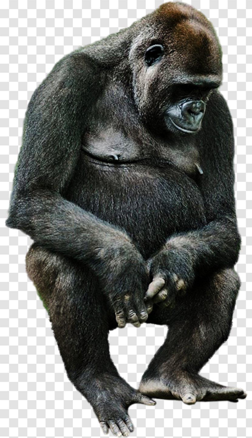 Western Gorilla Common Chimpanzee Monkey Animal Clip Art - Terrestrial Transparent PNG