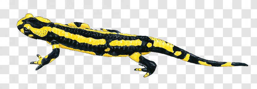 Fire Salamander Newt Lizard Gecko - Reptile - Rare Animal Transparent PNG