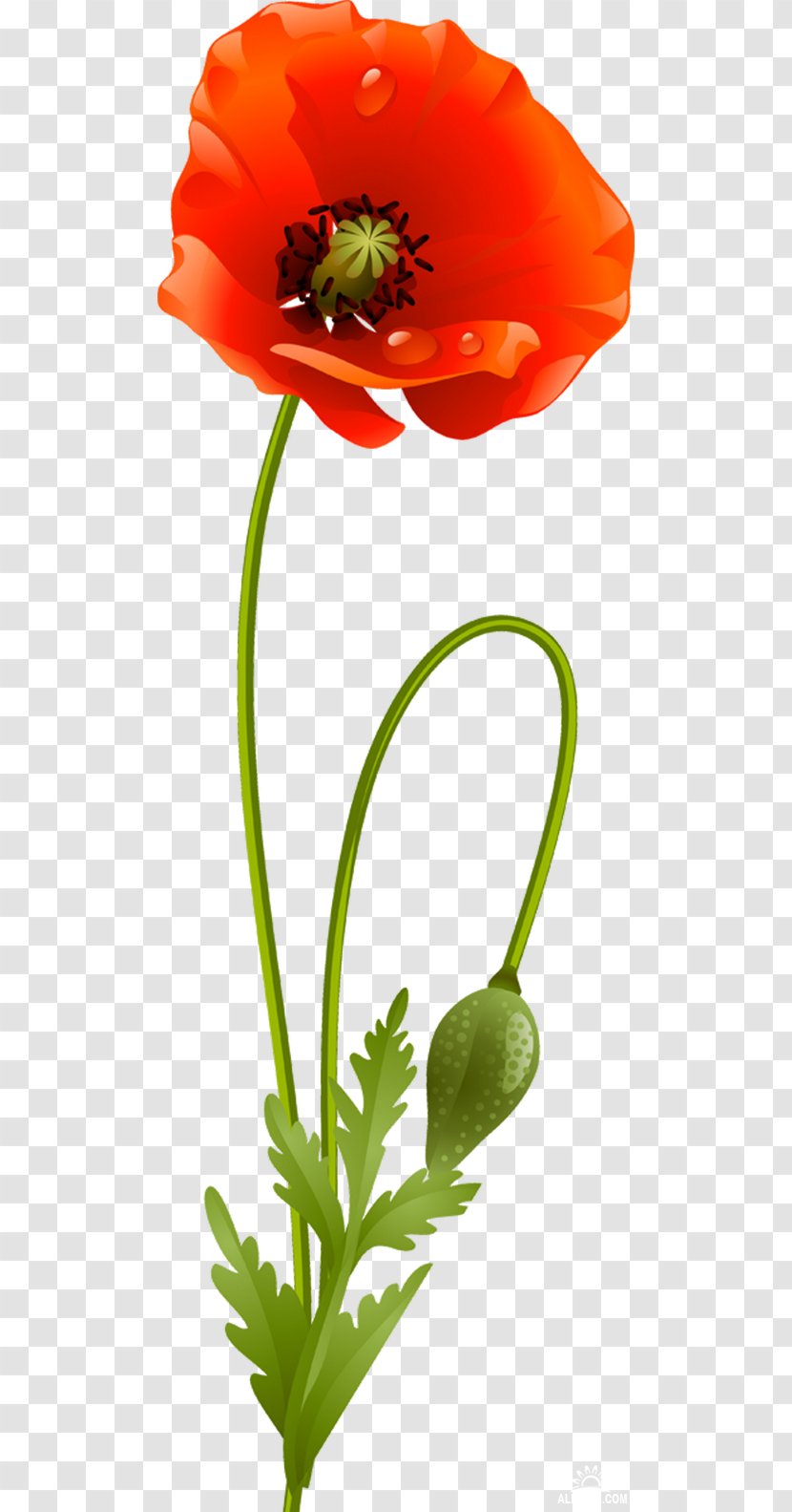 Flower Poppy Plant Stem Clip Art - Blume - Gazania Transparent PNG